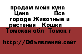 продам мейн куна › Цена ­ 15 000 - Все города Животные и растения » Кошки   . Томская обл.,Томск г.